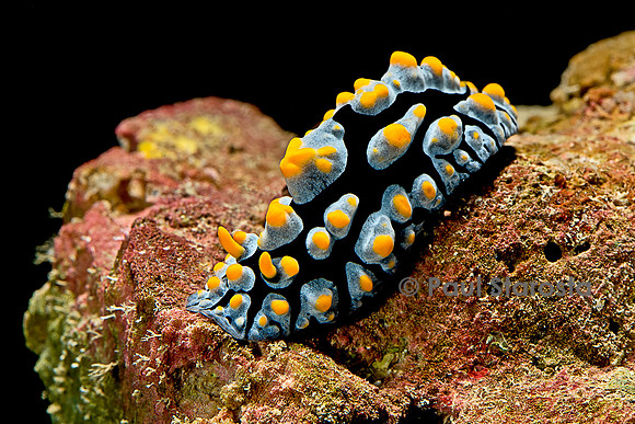 Phyllidia coelestis (nudibranche)