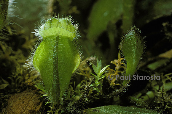 Cephalotus follicularis - jeune piège