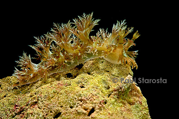 Marionopsis sp. (nudibranche)