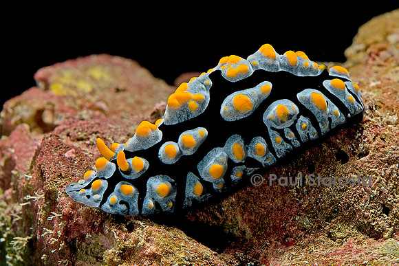 Phyllidia coelestis (nudibranche)