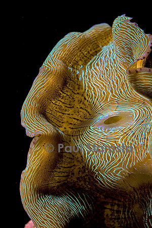 Tridacna derasa (bénitier)