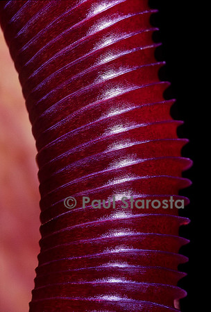 Rebord d'une urne de nepenthes