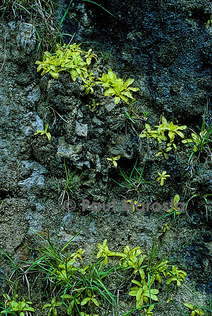 Pinguicula longifolia (grassette)