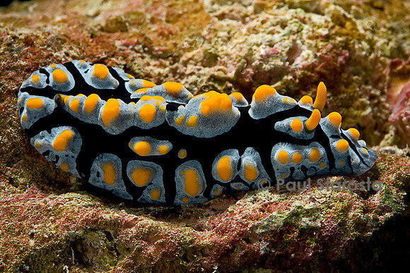 Phyllidia coelestis (nudibranche)