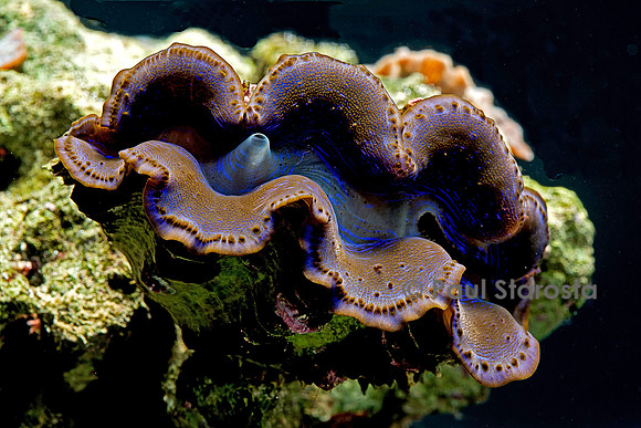 Tridacna noae (bénitier)