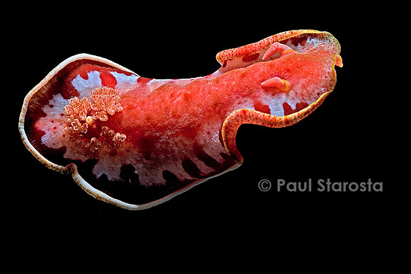 Hexabranchus sanguineus (danseuse espagnole)
