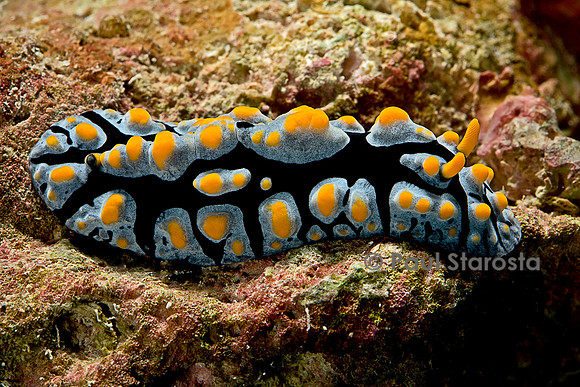 Phyllidia coelestis (nudibranche)