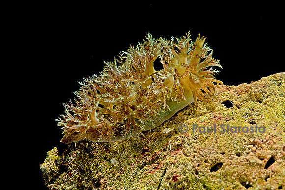 Marionopsis sp. (nudibranche)