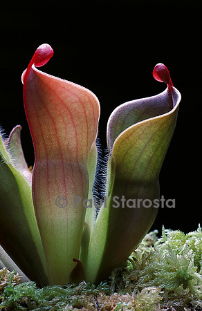 Heliamphora minor