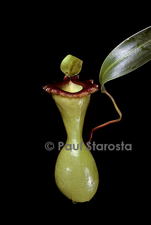 Nepenthes ventricosa
