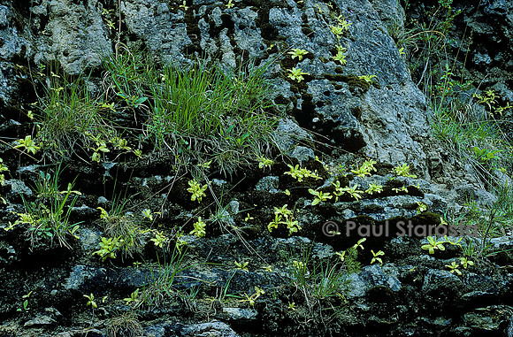 Pinguicula longifolia (grassette)