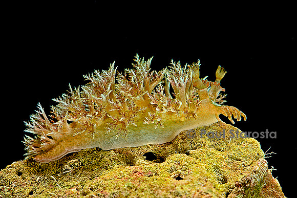 Marionopsis sp. (nudibranche)