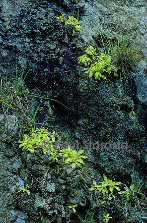 Pinguicula longifolia (grassette)