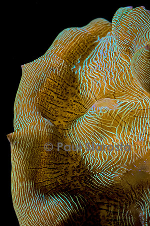 Tridacna derasa (bénitier)