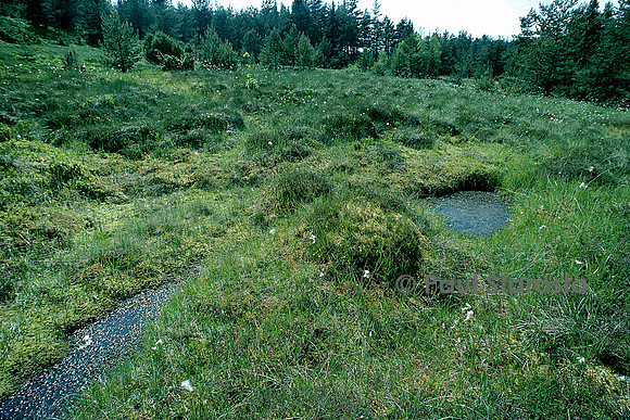 Tourbière à sphaignes
