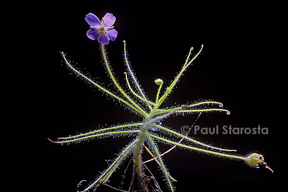 Byblis liniflora