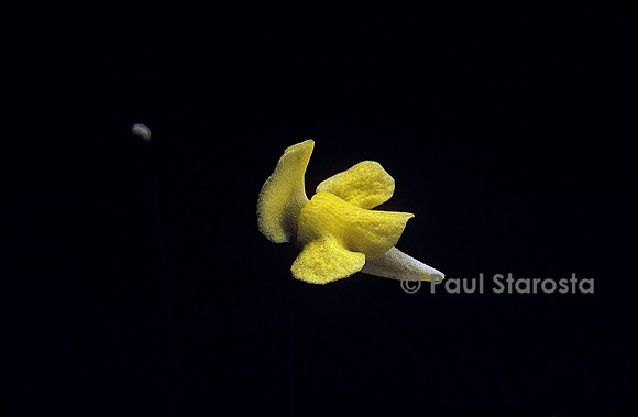 Genlisea repens