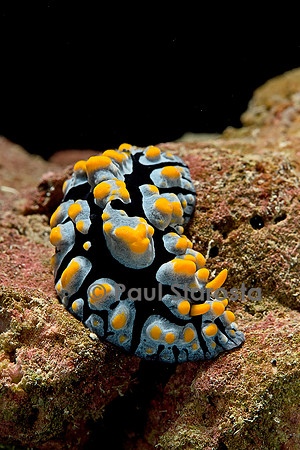 Phyllidia coelestis (nudibranche)