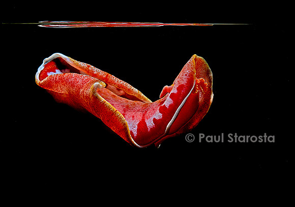 Hexabranchus sanguineus (danseuse espagnole)