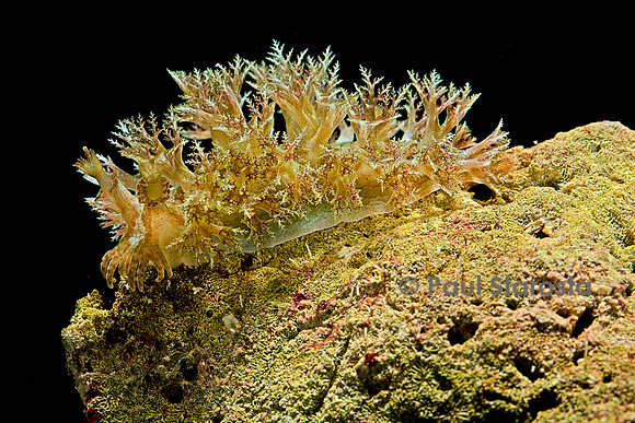 Marionopsis sp. (nudibranche)