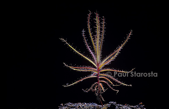 Roridula gorgonias