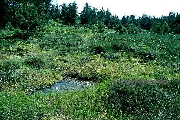 Tourbière à sphaignes