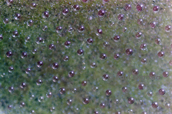 Pinguicula (grassette) - détail des poils gladuleux