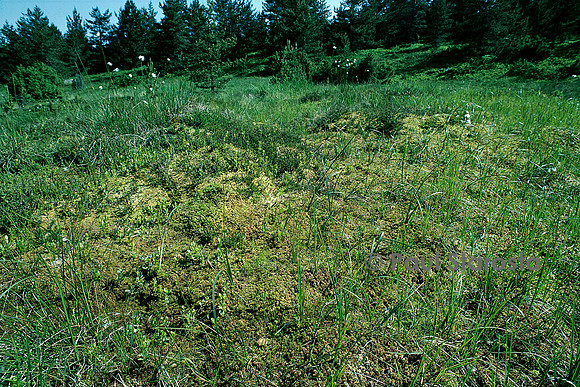 Tourbière à sphaignes