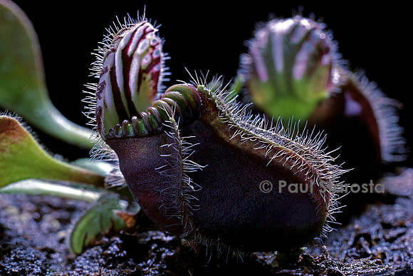 Cephalotus follicularis