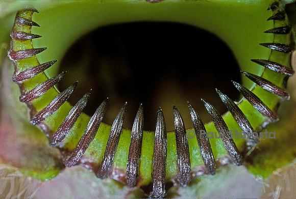 Cephalotus follicularis