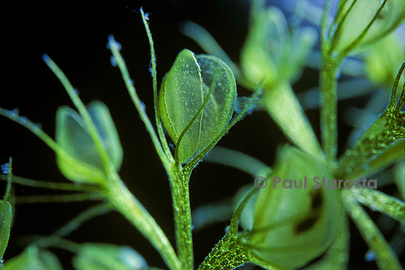 Aldrovanda vesiculosa - piège