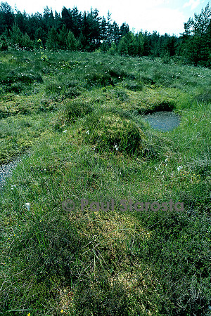 Tourbière à sphaignes