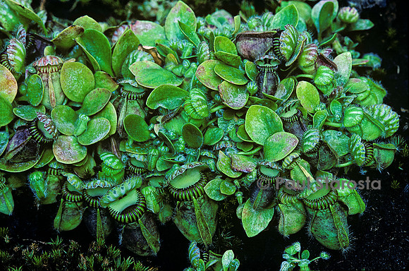 Cephalotus follicularis
