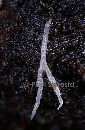 Genlisea hispidula - piège
