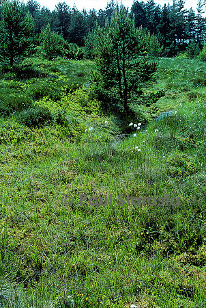 Tourbière à sphaignes