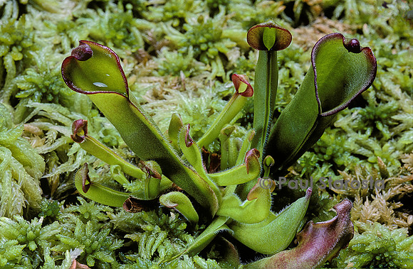 Heliamphora heterodoxa