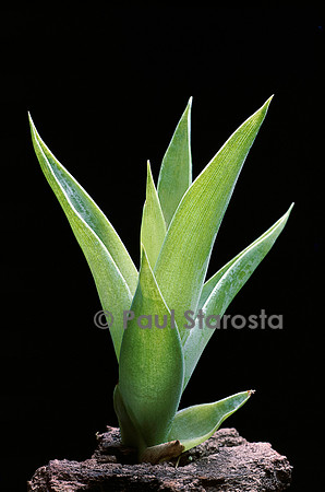 Catopsis berteroniana