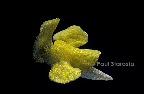 Genlisea repens