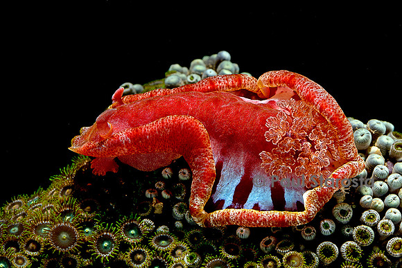 Hexabranchus sanguineus (danseuse espagnole)