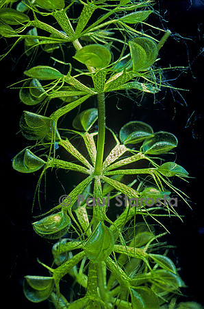 Aldrovanda vesiculosa