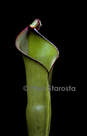 Heliamphora heterodoxa