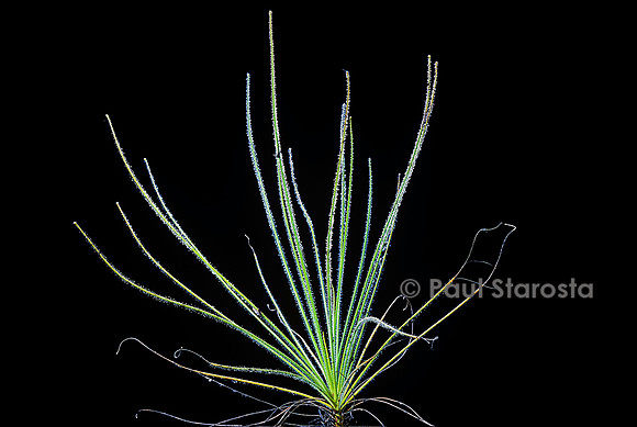 Byblis gigantea