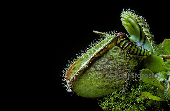 Cephalotus follicularis