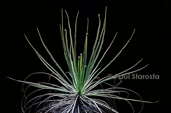 Drosophyllum lusitanicum