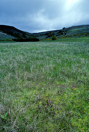 Tourbière à sphaignes