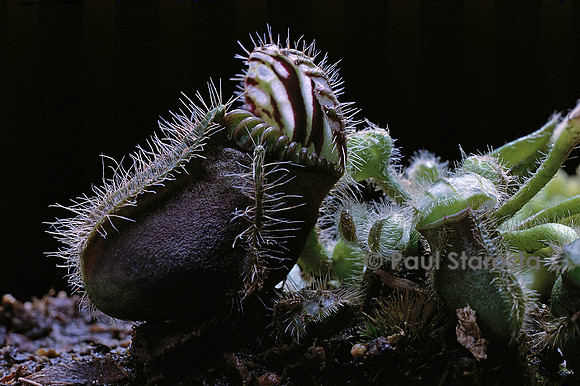 Cephalotus follicularis