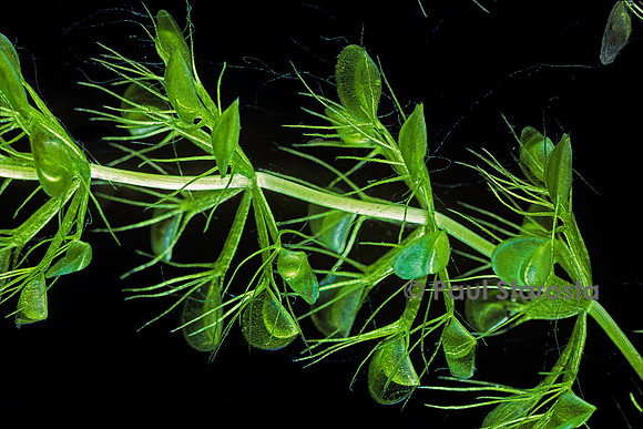 Aldrovanda vesiculosa