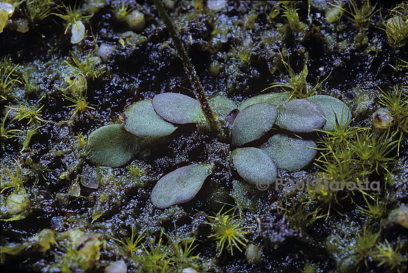 Genlisea hispidula