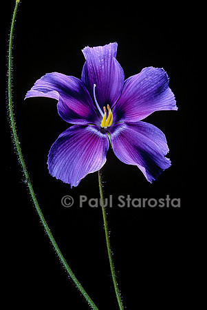 Byblis gigantea - fleur