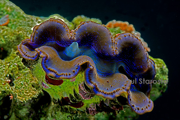 Tridacna noae (bénitier)
